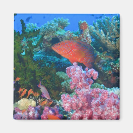 scholing Fairy Basslets (Pseudanthias Magneet (Voorkant)