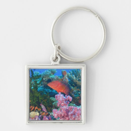 scholing Fairy Basslets (Pseudanthias Sleutelhanger (Voorkant)