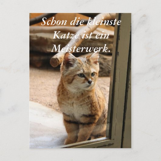 Schon die kleinste Katze ist ei.. Briefkaart (Voorkant)