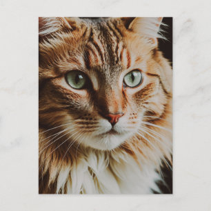 SCHONE TABBY KAT POSTKAART