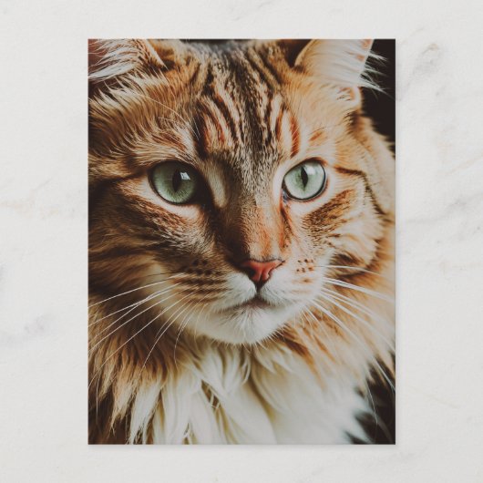 SCHONE TABBY KAT POSTKAART (Voorkant)