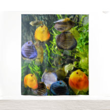 SCHONE VIS FOTO-ACHTERGROND