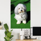 schöner,weißer Havaneser-Hund sitzend,Blickkontakt Poster (Thuiskantoor)