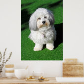 schöner,weißer Havaneser-Hund sitzend,Blickkontakt Poster (Keuken)