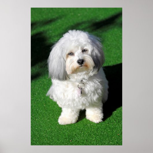 schöner,weißer Havaneser-Hund sitzend,Blickkontakt Poster (Voorkant)