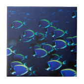 Schooipowder Blue Surgeonfish Tegeltje (Voorkant)