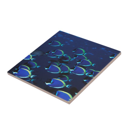 Schooipowder Blue Surgeonfish Tegeltje (Zijkant)