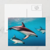School donkere dolfijnen voor de kust van Kaikoura Briefkaart (Voorkant / Achterkant)