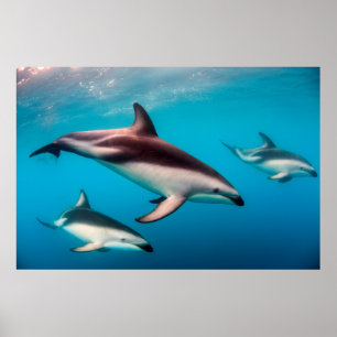School donkere dolfijnen voor de kust van Kaikoura Poster