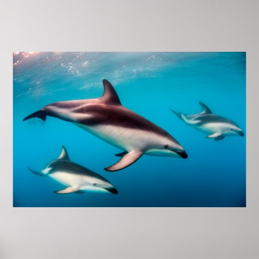 School donkere dolfijnen voor de kust van Kaikoura Poster (Voorkant)