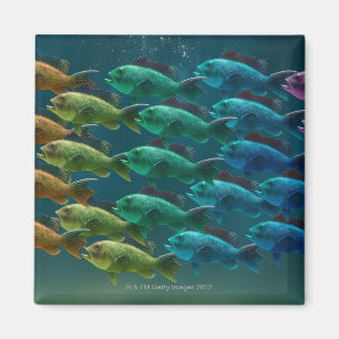 School of black zee bass in de kleuren van de magneet