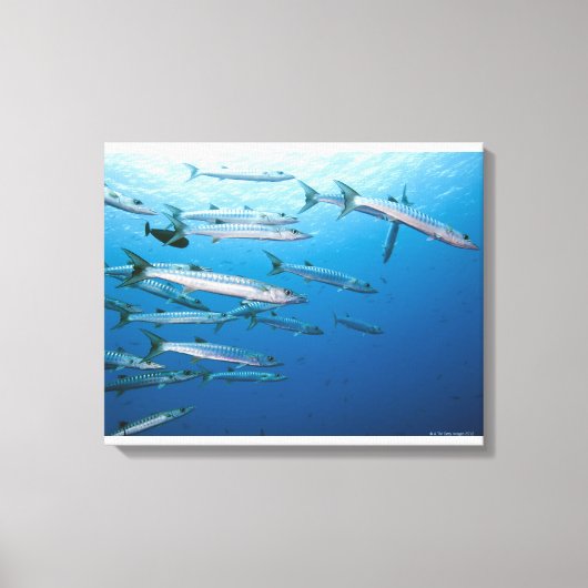 School of blackfin barracuda (Sphyraena qenie) Canvas Afdruk (Voorkant)