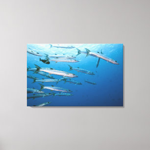School of blackfin barracuda (Sphyraena qenie) Canvas Afdruk