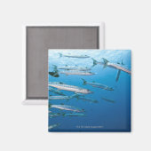 School of blackfin barracuda (Sphyraena qenie) Magneet (Voorkant / Achterkant)