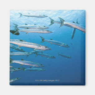 School of blackfin barracuda (Sphyraena qenie) Magneet