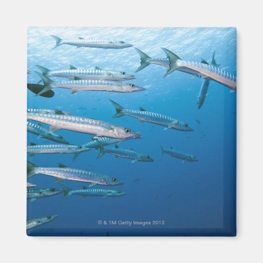 School of blackfin barracuda (Sphyraena qenie) Magneet (Voorkant)