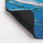 School of blackfin barracuda (Sphyraena qenie) Muismat (Hoek)