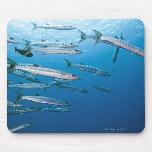 School of blackfin barracuda (Sphyraena qenie) Muismat (Voorkant)