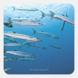 School of blackfin barracuda (Sphyraena qenie) Vierkante Sticker