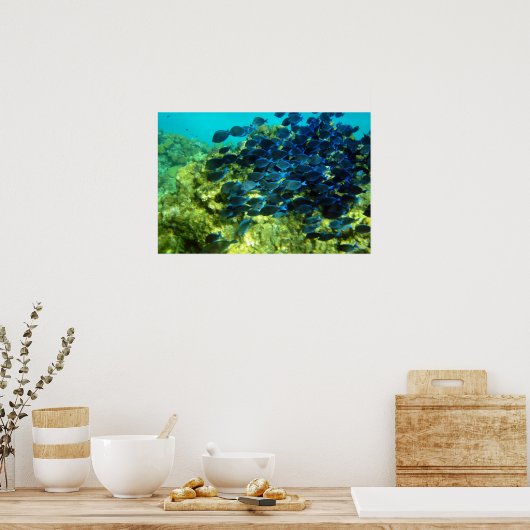 School of Blue Tang Poster (Keuken)