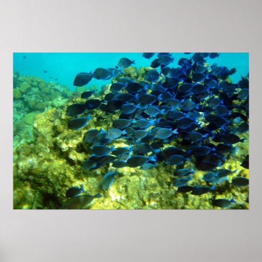 School of Blue Tang Poster (Voorkant)