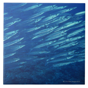 School of Fish 11 Tegeltje