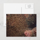School of Fish 2 Briefkaart (Voorkant / Achterkant)