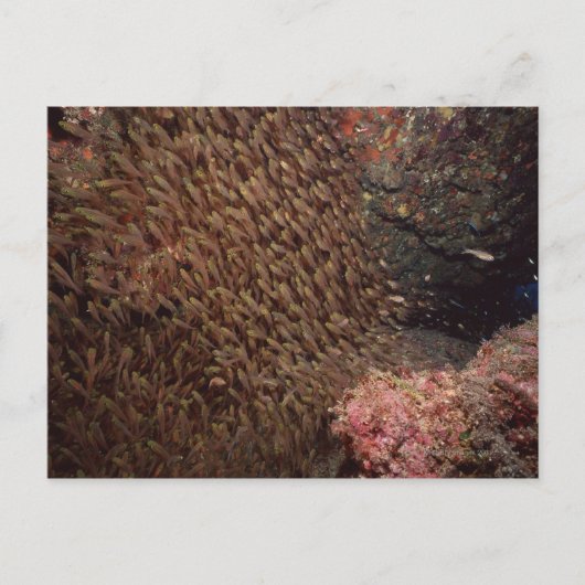 School of Fish 2 Briefkaart (Voorkant)
