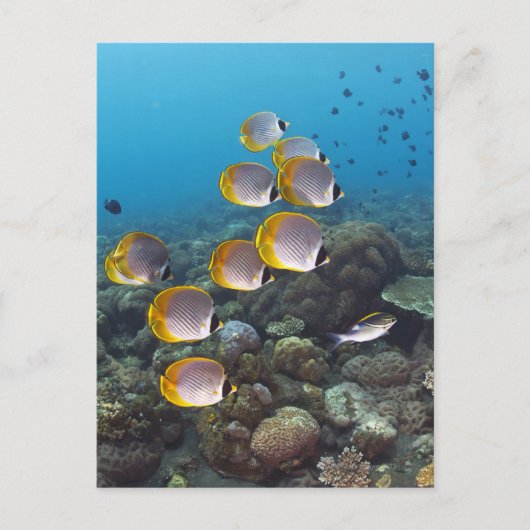 School of Fish 2 Briefkaart (Voorkant)