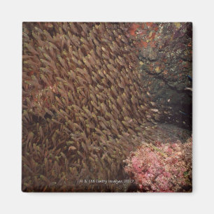 School of Fish 2 Magneet