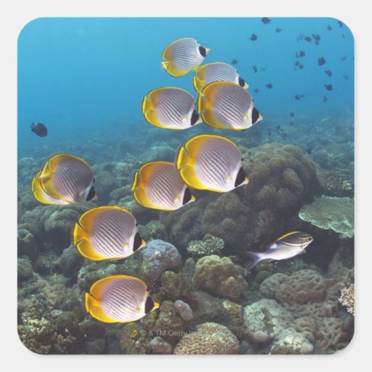 School of Fish 2 Vierkante Sticker (Voorkant)