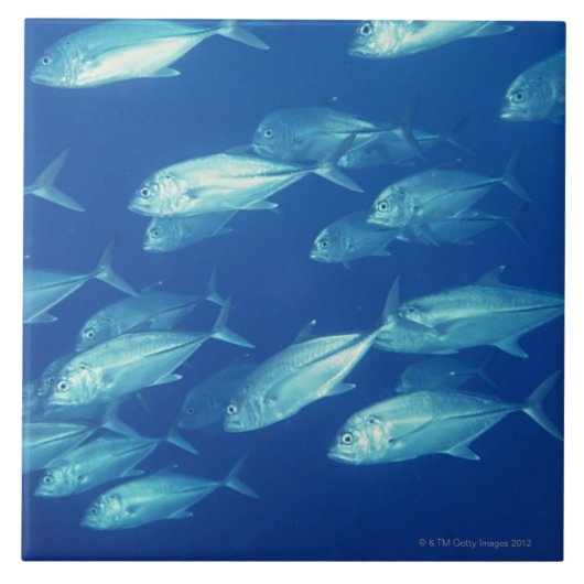 School of Fish 4 Tegeltje (Voorkant)
