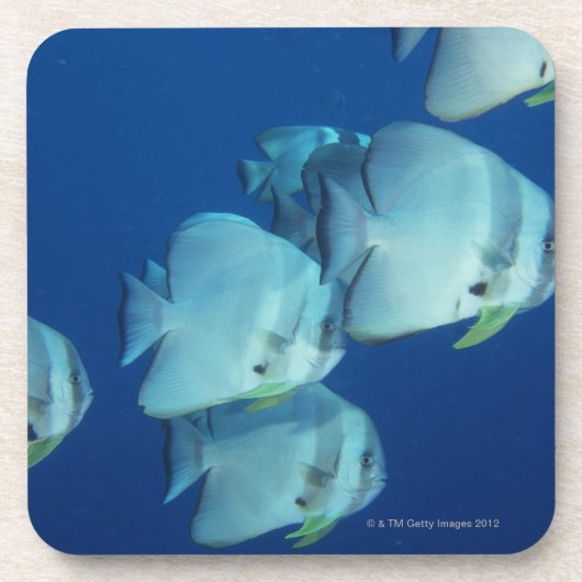 School of Fish 5 Bier Onderzetter (Voorkant)
