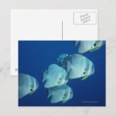 School of Fish 5 Briefkaart (Voorkant / Achterkant)
