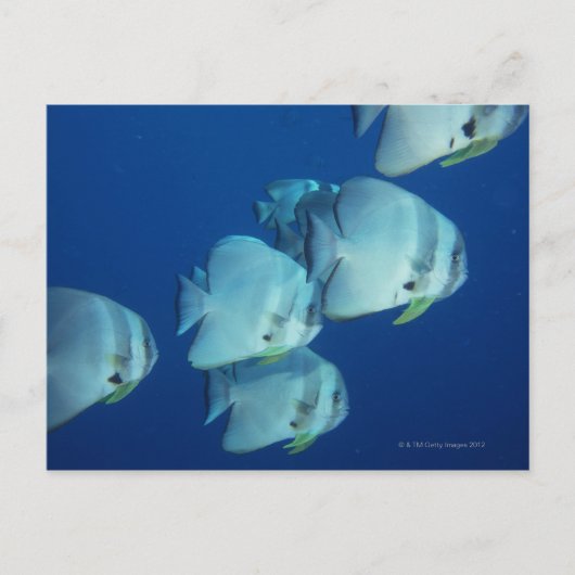 School of Fish 5 Briefkaart (Voorkant)