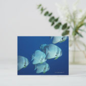 School of Fish 5 Briefkaart (Staand voorkant)