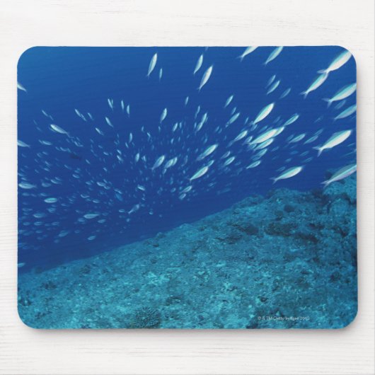 School of Fish 6 Muismat (Voorkant)