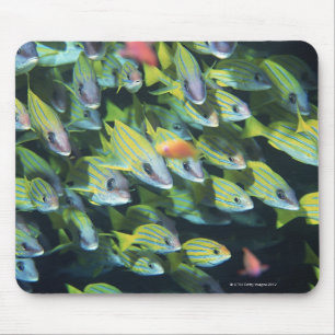 School of Fish 7 Muismat