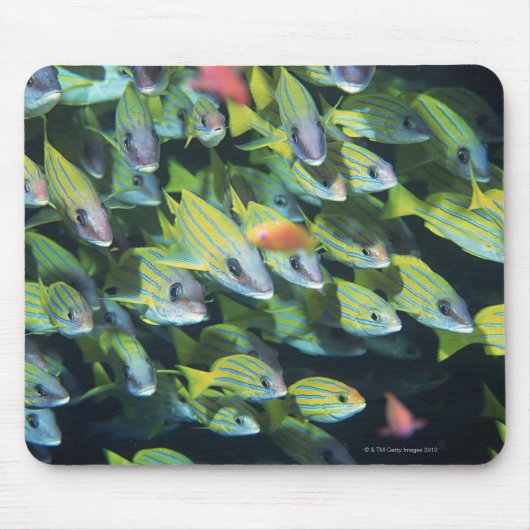 School of Fish 7 Muismat (Voorkant)
