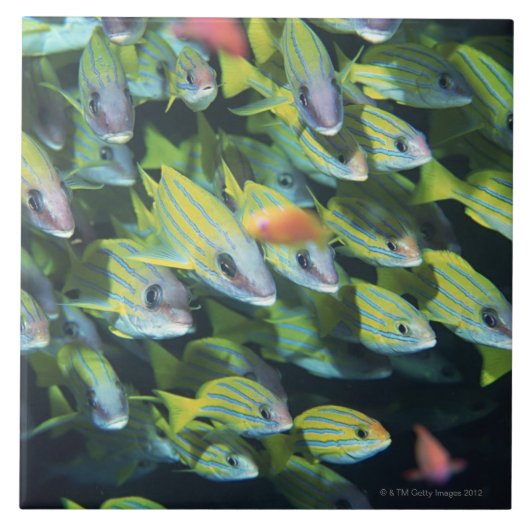 School of Fish 7 Tegeltje (Voorkant)