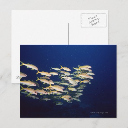 School of Fish 8 Briefkaart (Voorkant / Achterkant)