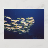 School of Fish 8 Briefkaart (Voorkant)