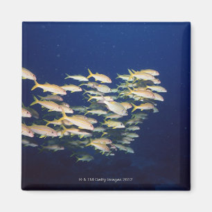 School of Fish 8 Magneet