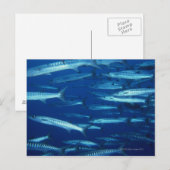School of Fish 9 Briefkaart (Voorkant / Achterkant)