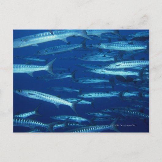 School of Fish 9 Briefkaart (Voorkant)