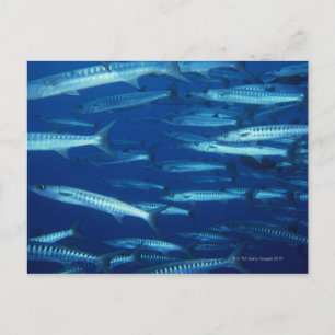 School of Fish 9 Briefkaart