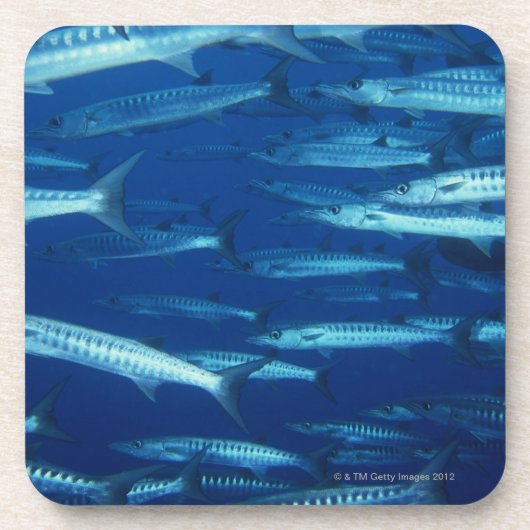 School of Fish 9 Onderzetter (Voorkant)