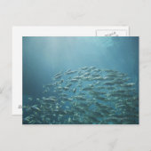 School of fish, Nassau, Bahamas Briefkaart (Voorkant / Achterkant)