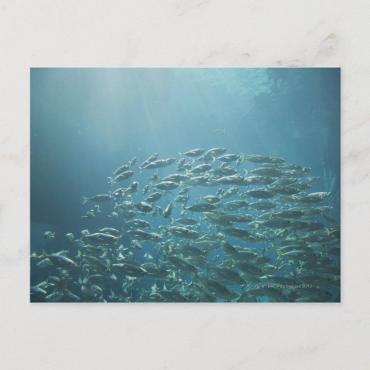 School of fish, Nassau, Bahamas Briefkaart (Voorkant)