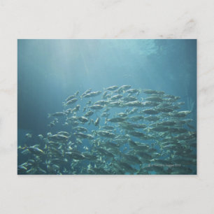School of fish, Nassau, Bahamas Briefkaart